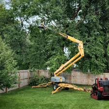 Professional Tree Care  in Derby, KS