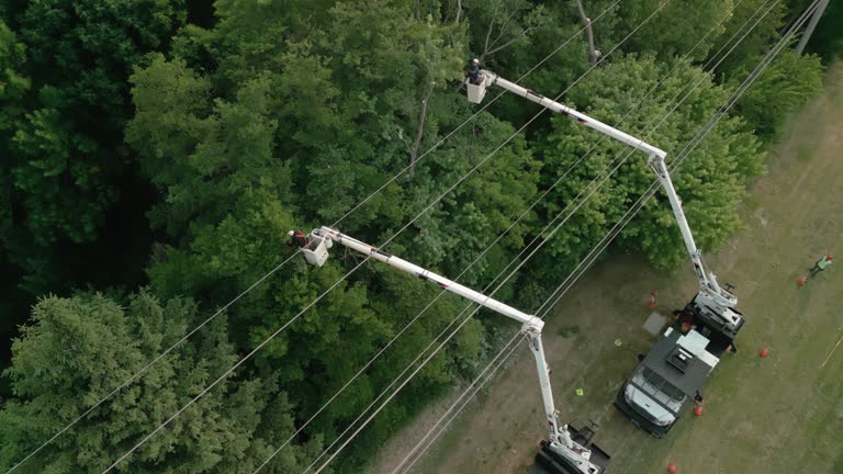 Best Root Management and Removal  in Derby, KS